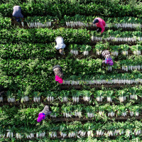Rettich erntende Bauern in China
